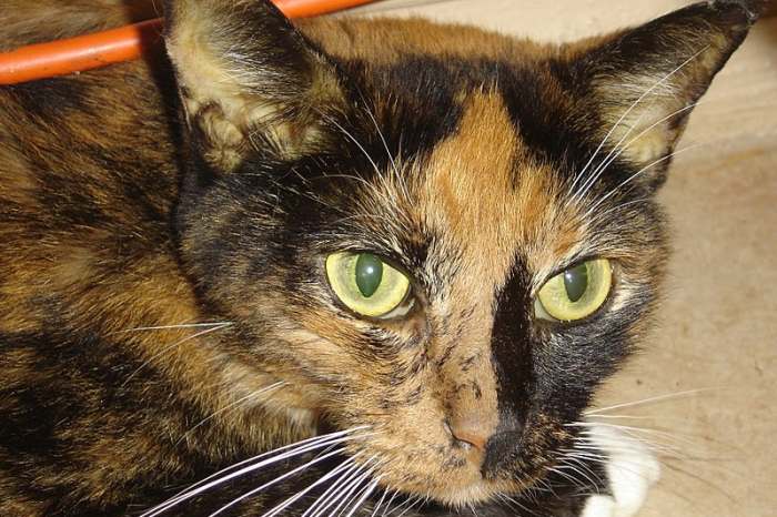 Кошка с поздней стадией печеночного липидоза (желтуха на ушах и склере глаз), фото фотография