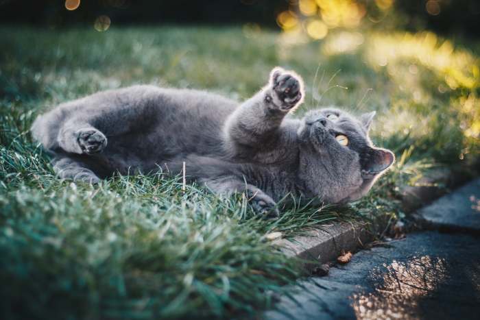 Британская кошка валяется в зеленой траве, фото фотография