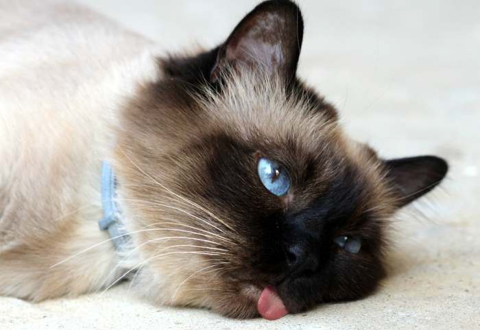 Кошка с высунутым языком, фото фотография