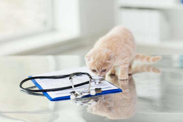 Рыжий котенок обнюхивает стетоскоп, фото фотография