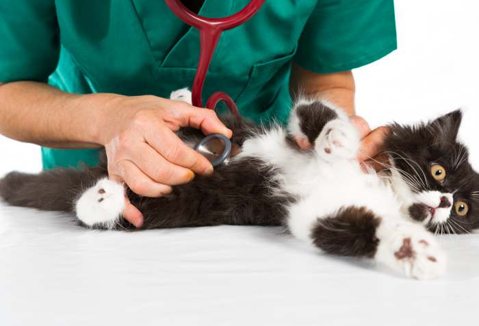 Ветеринарный врач осматривает бело-черную кошку, фото фотография
