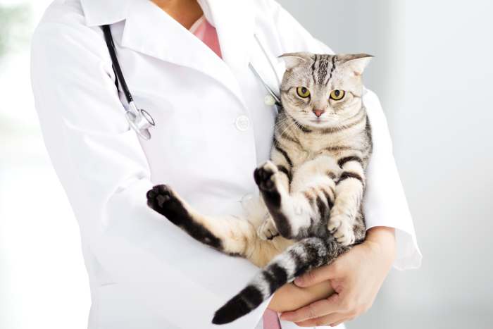 Ветеринарный врач держит на руках кошку, фото фотография