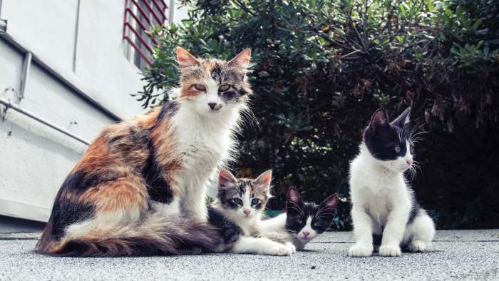 Уличная кошка с котятами, фото фотография