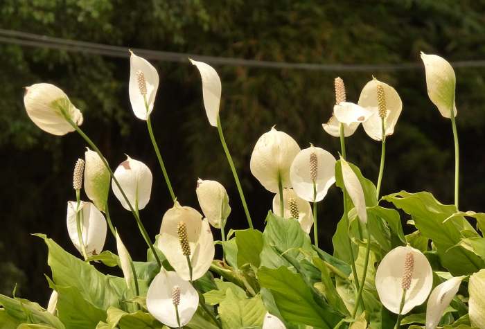 Спатифиллюм (Spathiphyllum), фото фотография растения