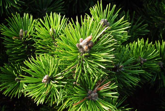 Горная сосна (Pinus mugo), фото фотография деревья