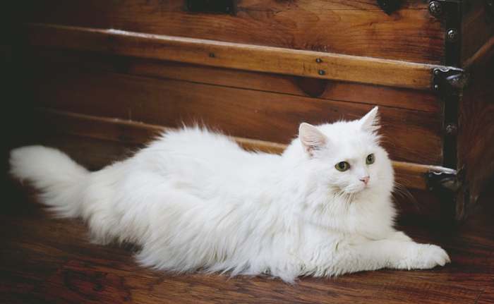 Белая длинношерстная кошка, фото фотография
