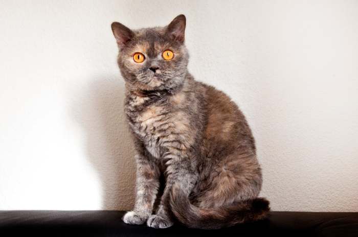 Британская короткошерстная кошка, фото фотография картинка