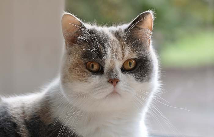 Домашняя короткошерстная кошка, фото фотография картинка