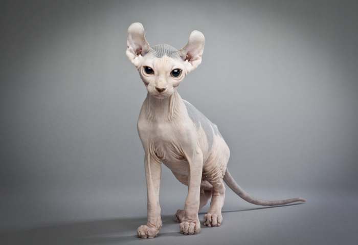 Кошка породы эльф, фото фотография картинка
