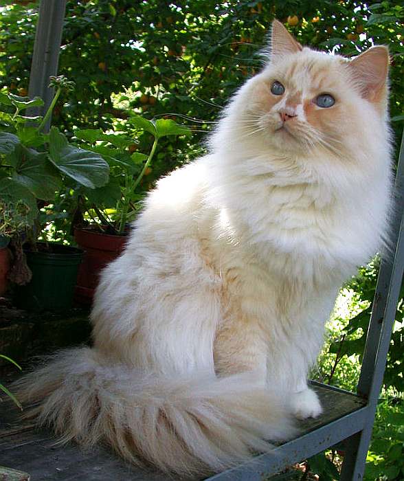 Рагамаффин, фото фотография кошки