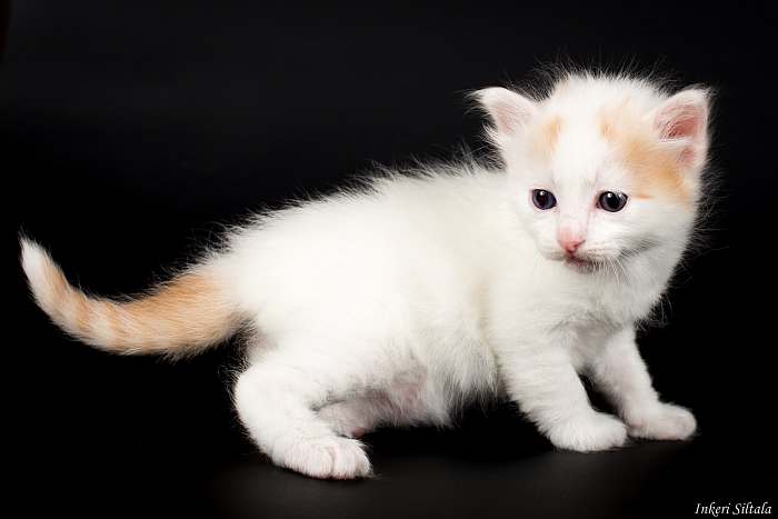 Турецкий ван котенок, фото фотография