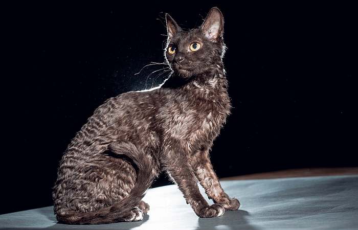 Уральский рекс, фото фотография кошки