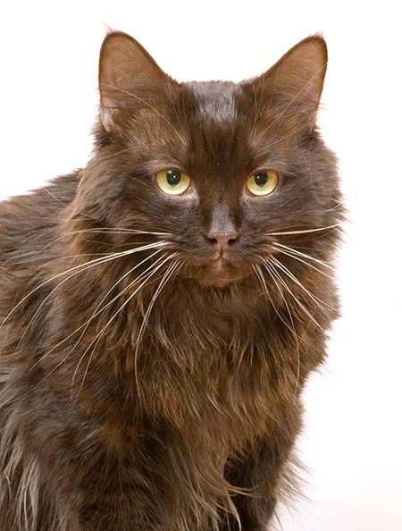 Йоркская шоколадная кошка, фото фотография кошка