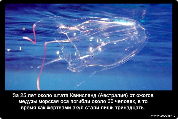 За 25 лет около штата Квинсленд (Австралия) от ожогов медузы морская оса погибли около 60 человек, в то время как жертвами акул стали лишь тринадцать.