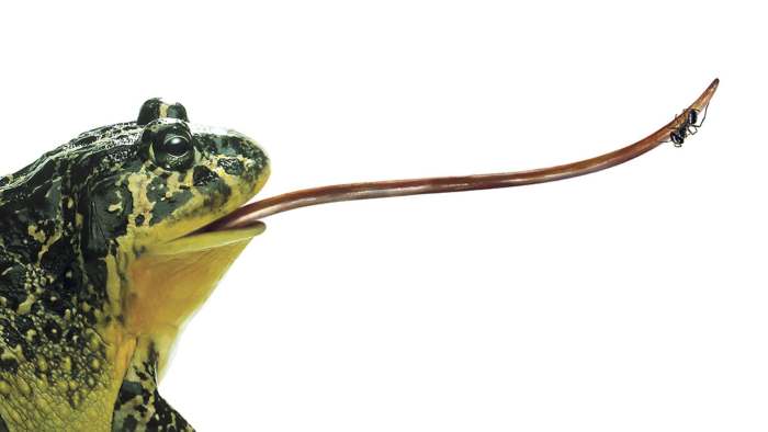 Лягушка ловит языком добычу, фото фотография