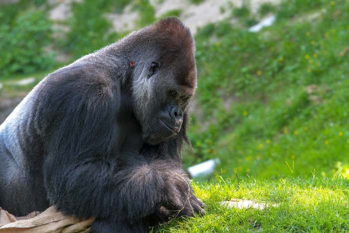 Самец гориллы, фото фотография приматы