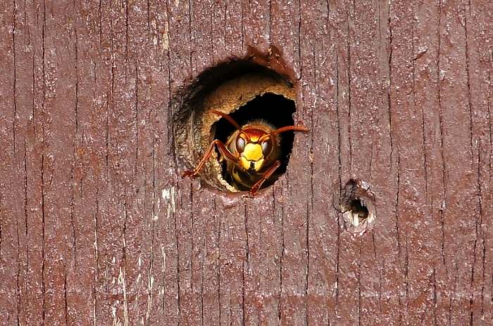 Оса выглядывает из гнезда, фото фотография насекомые