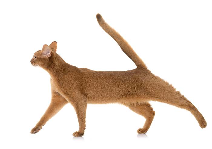 Абиссинская кошка, фото фотография