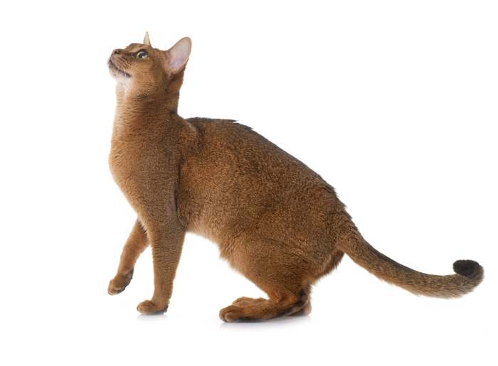 Абиссинская кошка содержание, фото фотография картинка