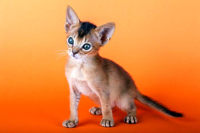 Абиссинский котенок, фото фотография картинка