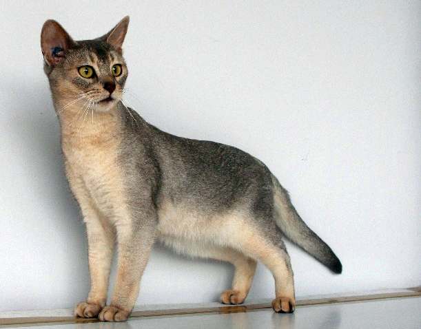Абиссинская кошка окрас серебристый голубой, фото фотография