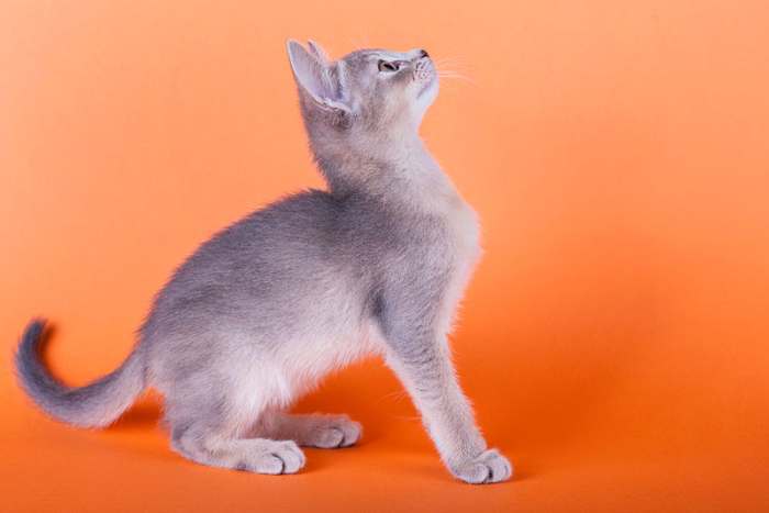 Котенок абиссинской кошки голубого окраса, фото фотография