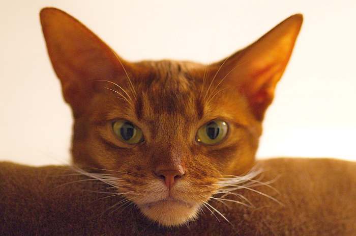 Голова абиссинской кошки дикого окраса, фото фотография