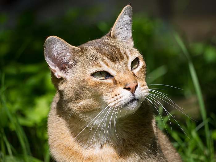 Азиатская табби (кошка), фото фотография