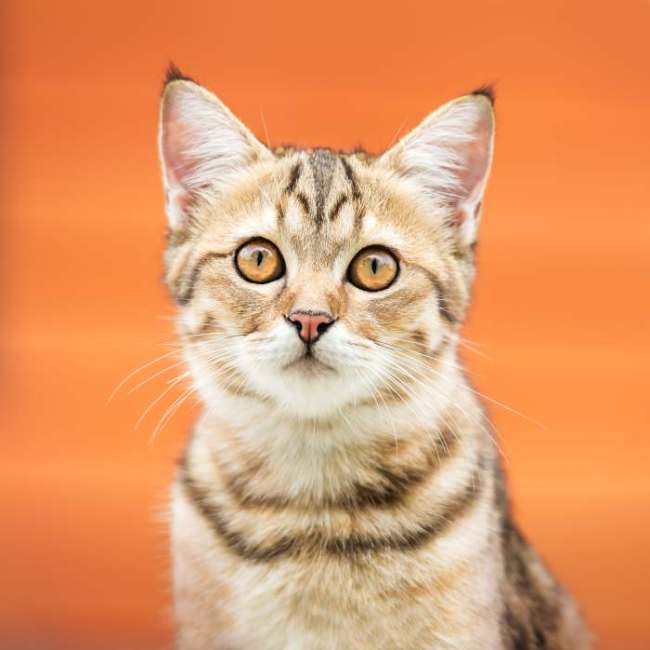 Азиатская табби (кошка), фото фотография