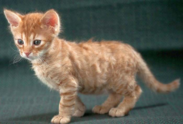 Котенок американской жесткошерстной кошки, фото фотография картинка