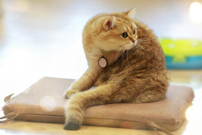 Американская короткошерстная кошка, фото фотография