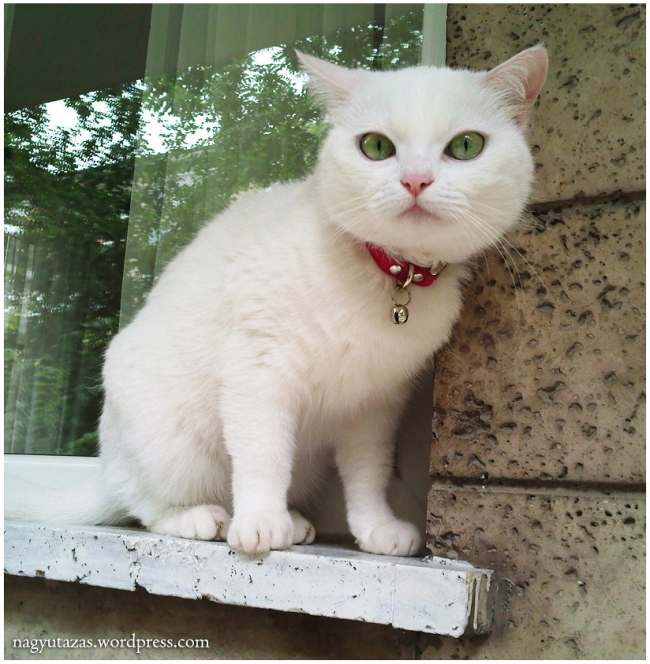 Анатолийская кошка, фото фотография