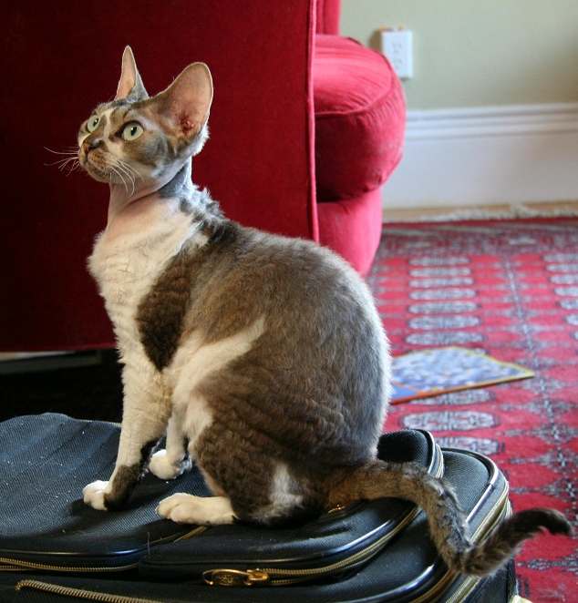 Орегон-рекс, фото фотография кошки