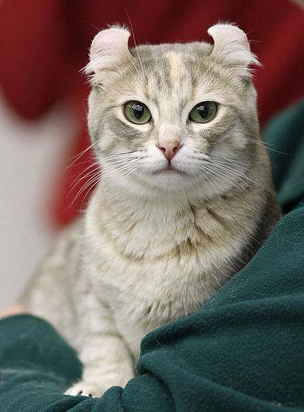 Короткошерстный американский керл, фото фотография кошки