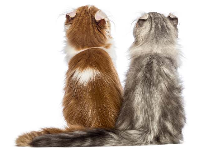 Длинношерстные американские керлы, вид со спины, фото фотография кошки