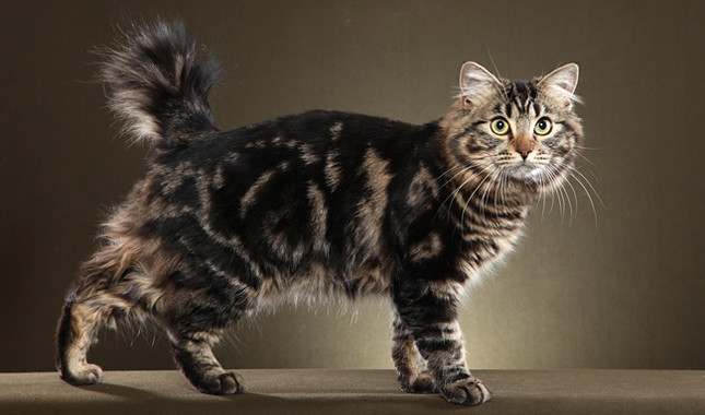 Длинношестный американский бобтейл, фото фотография кошки