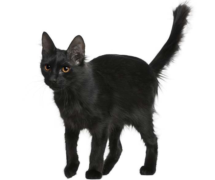 Черная ангорская кошка, фото фотография