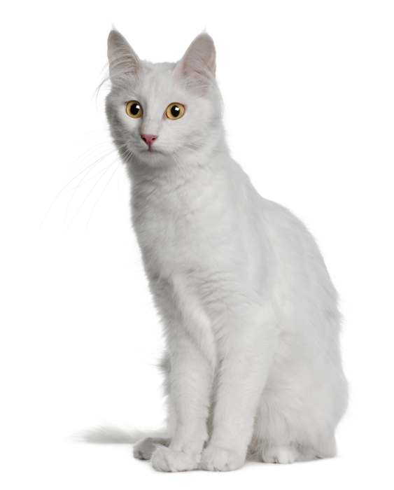 Белая ангорская кошка с желтыми глазами, фото фотография