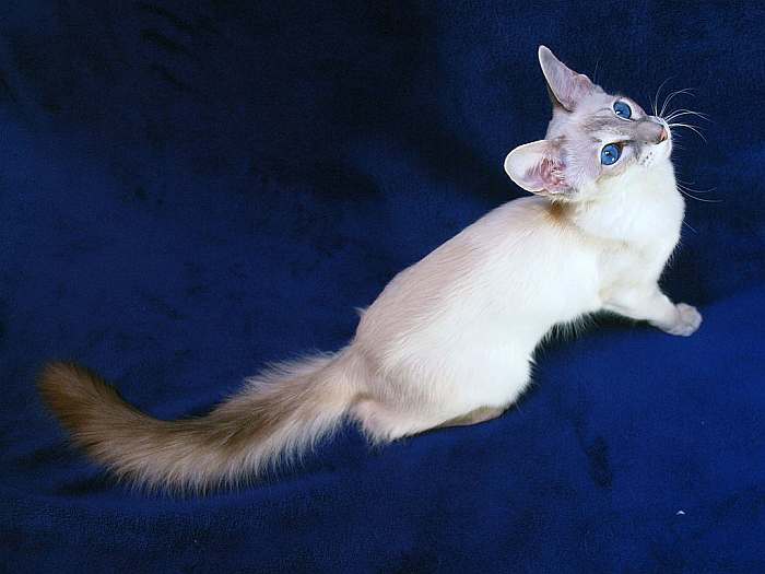 Балинезийская кошка, балинез, фото фотография 