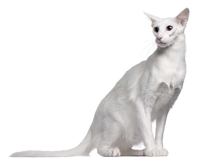 Балинезийская кошка, балинез, балийская кошка форинвайт, фото фотография