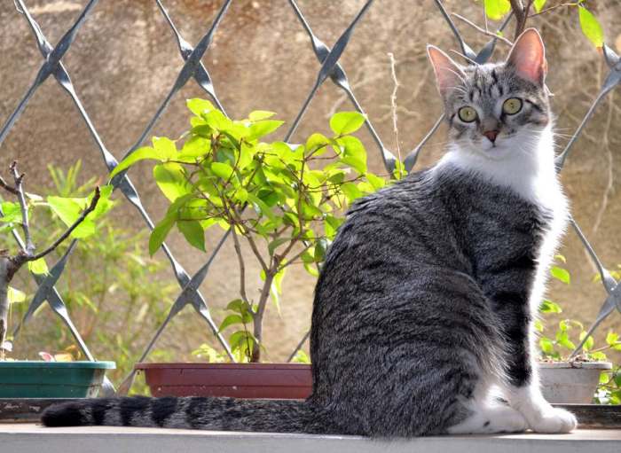 Бразильская короткошерстная кошка, фото фотография