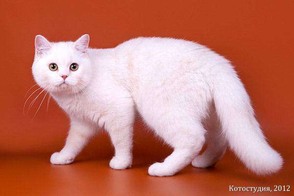 Британская короткошерстная кошка, фото фотография