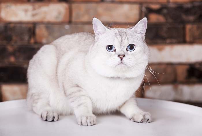 Британская короткошерстная кошка, фото фотография картинка