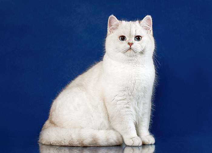 Британская короткошерстная кошка, фото породы кошек фотография