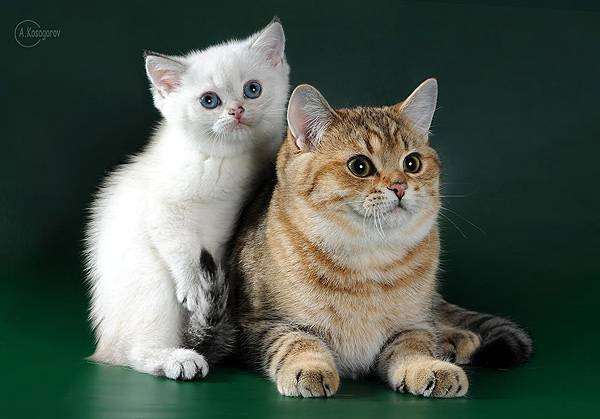 Британские короткошерстные кошки, фото породы кошек, фотография кошки
