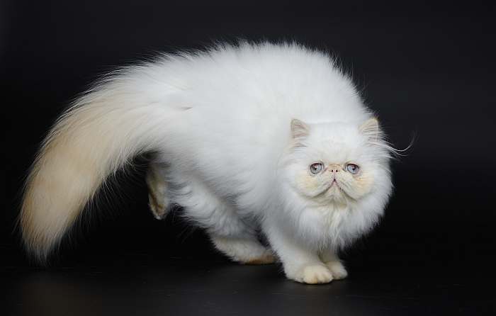 Гималайская кошка, фото породы кошек фотография картинка