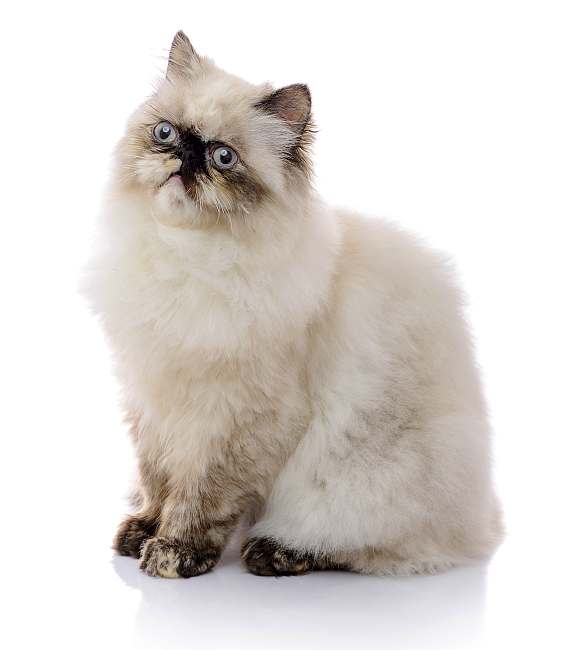 Гималайская кошка шоколадного окраса, фото породы кошек фотография