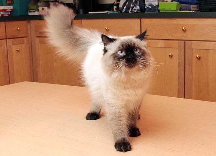 Молодой гималайский кот окраса сил-пойнт, фото породы кошек фотография