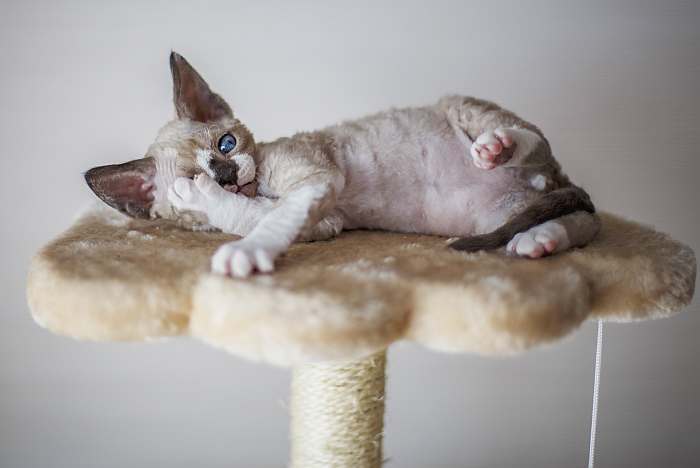 Котенок девон-рекса, фото породы кошки фотография картинка