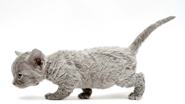 Котенок девон-рекса, фото породы кошки фотография